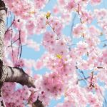 大阪城公園の桜、2023年の開花予想とライトアップの時間まとめ