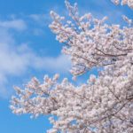 飛鳥山公園桜祭り2023の屋台や見頃時期、混雑などまとめ